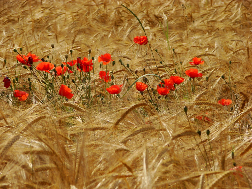 grano e papaveri