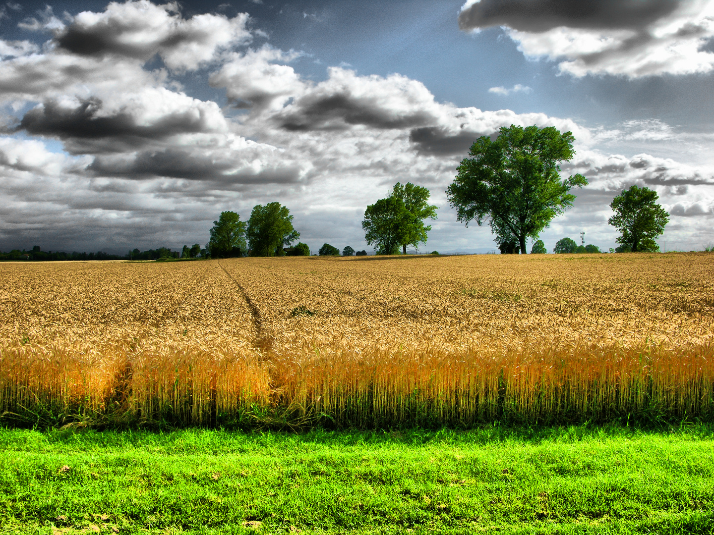 Grano e temporale