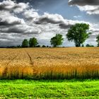 Grano e temporale