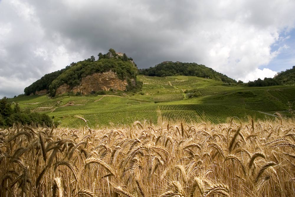 Grano e Vigne