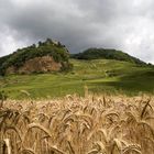 Grano e Vigne