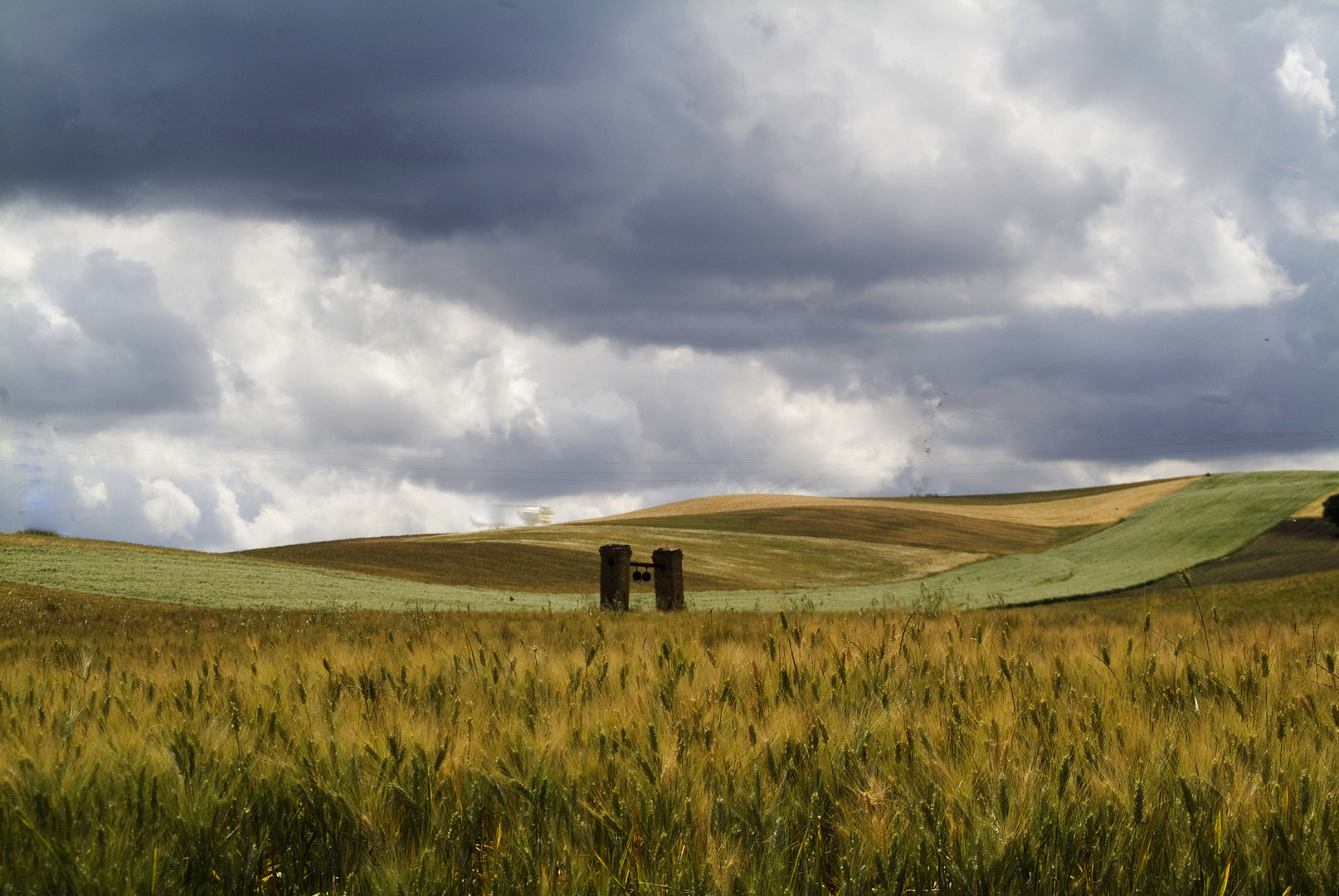 Grano in maturazione