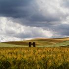 Grano in maturazione