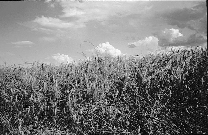 Grano Monferrato