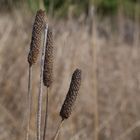 "grano nero"