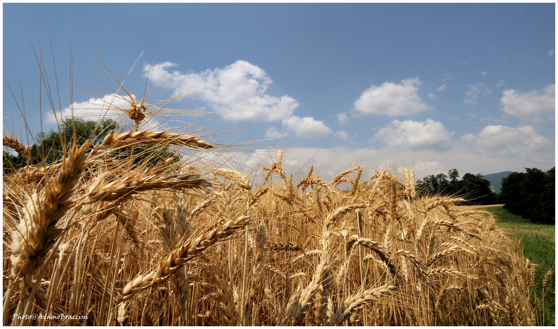 Grano prima della mietitura