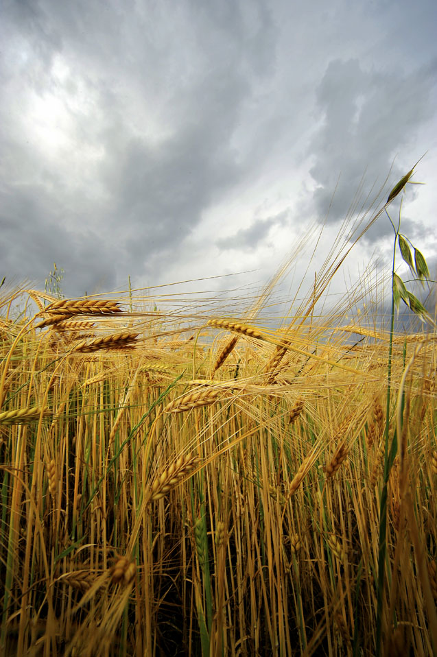 Grano quasi maturo