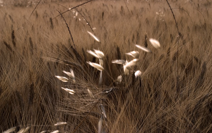 Grano Rosso