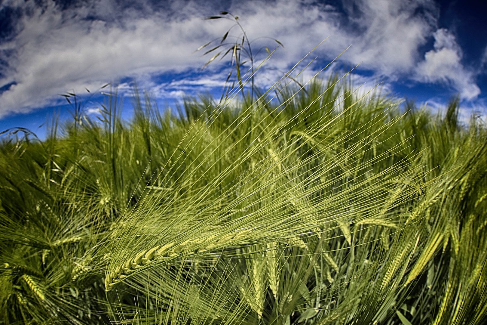 grano verde