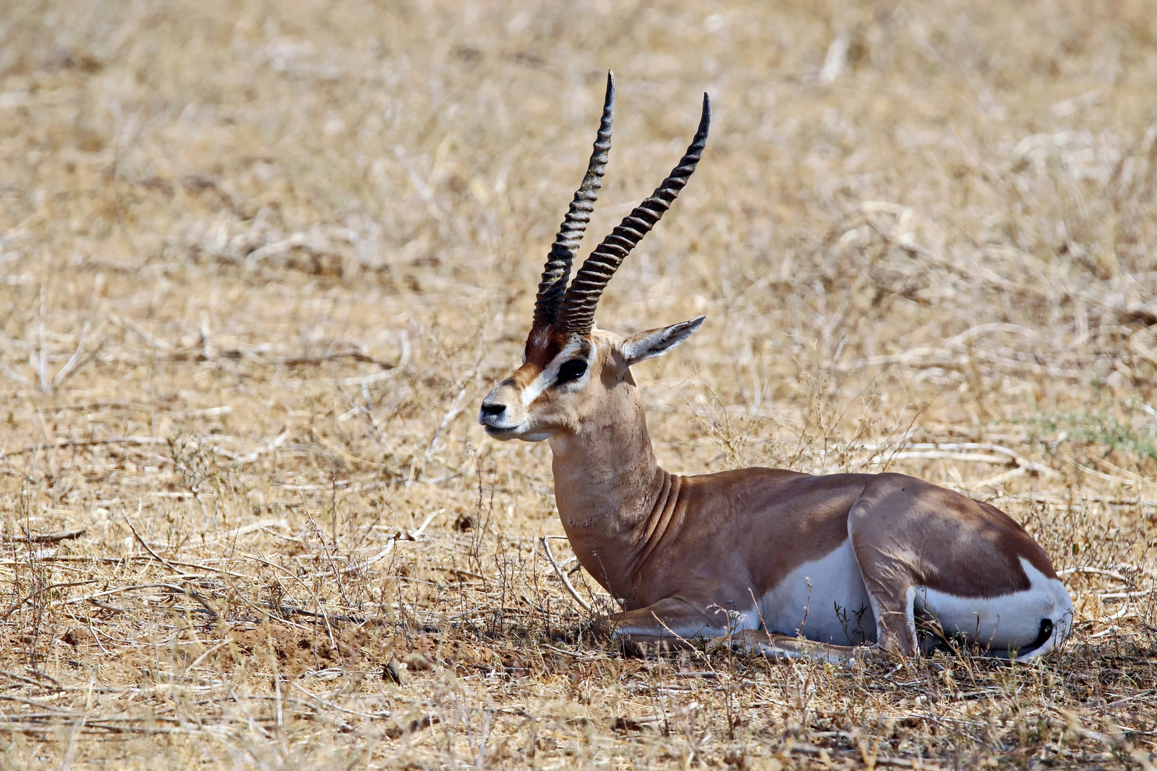 Grant-Gazelle