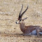 Grant-Gazelle