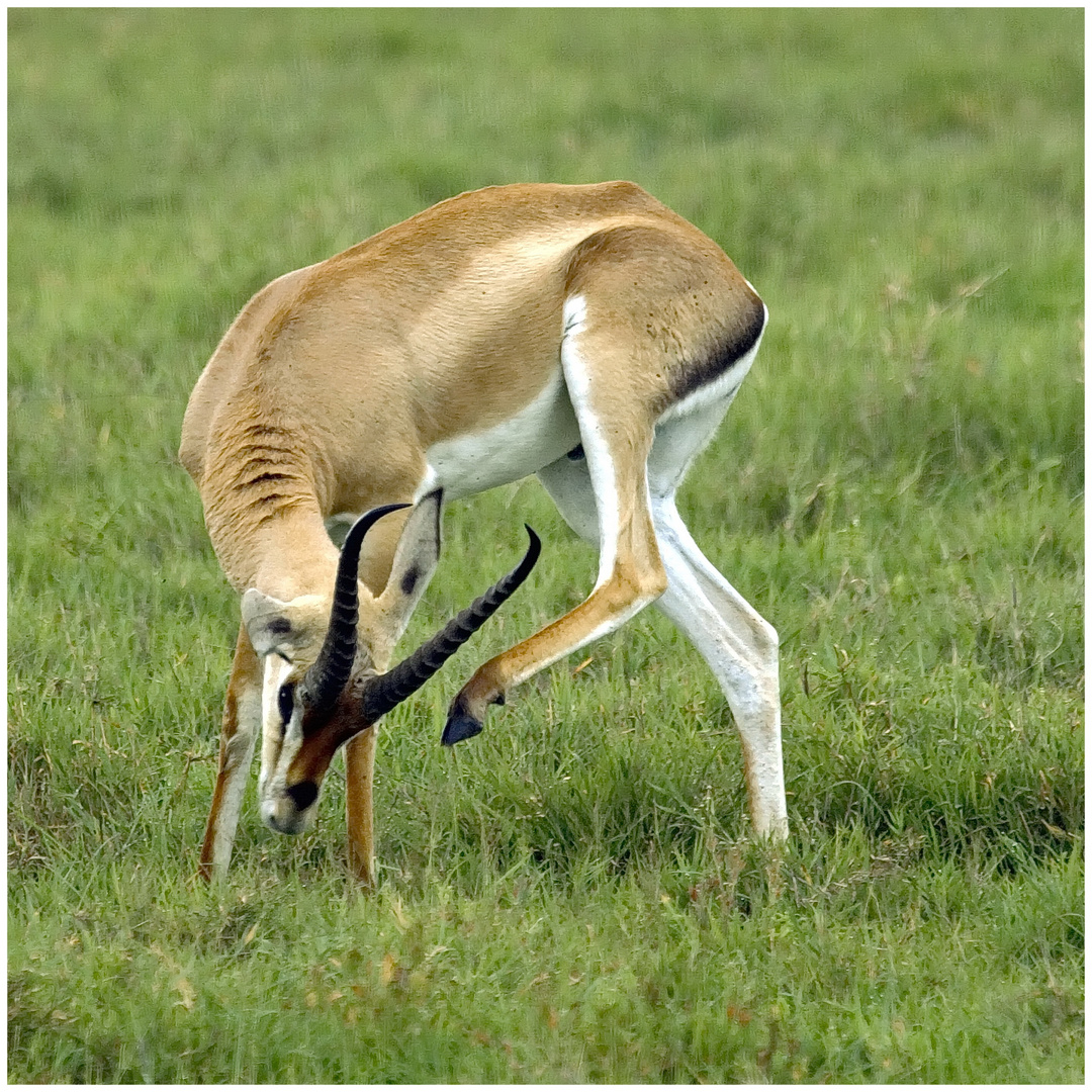 Grant-Gazelle