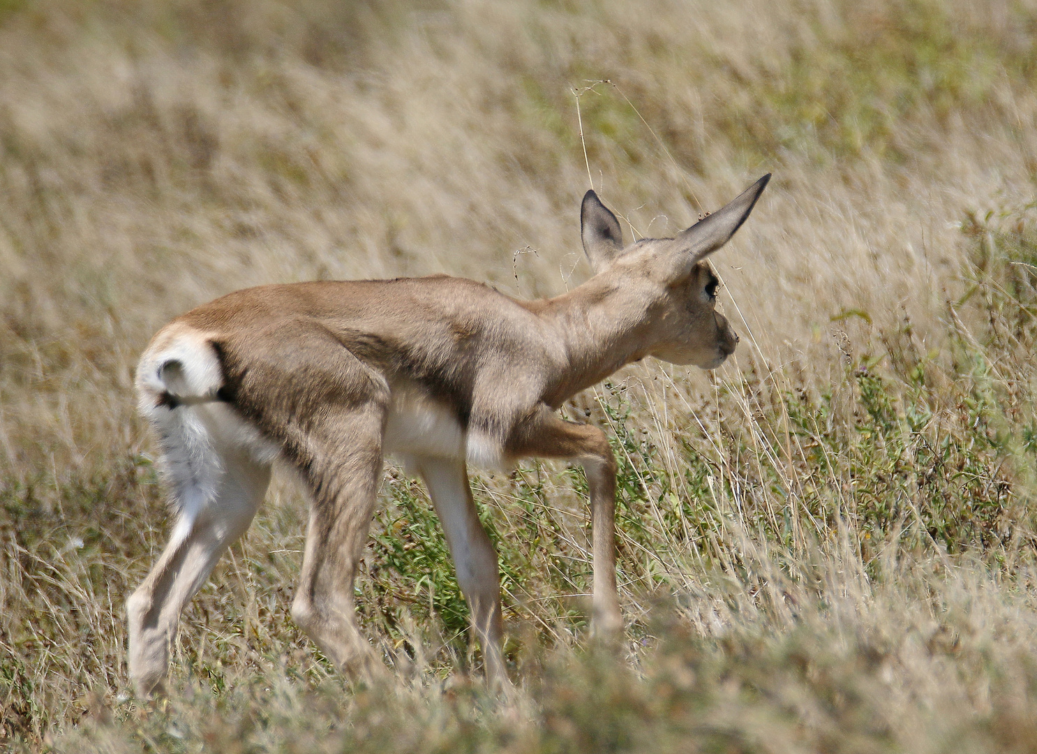 Grant-Gazelle - Junges - Bild 3