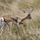 Grant-Gazelle - Junges - Bild 3