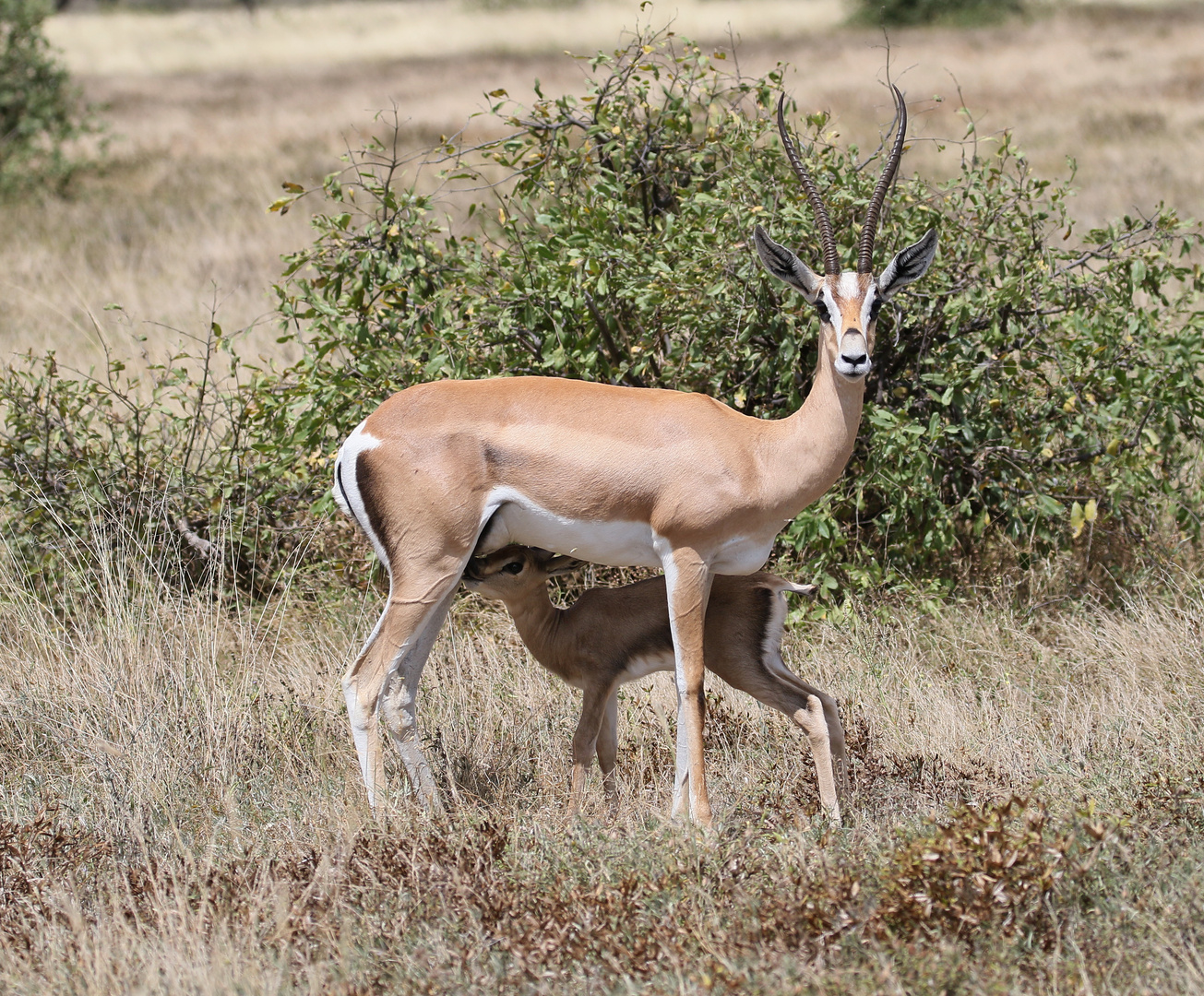 Grant-Gazelle - Weibchen mit Jungem - Bild 1