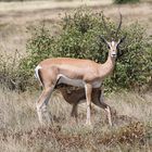 Grant-Gazelle - Weibchen mit Jungem - Bild 1