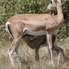 Grant-Gazelle - Weibchen mit Jungem - Bild 2