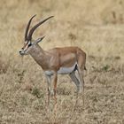 Grant-Gazelle,ein Bock