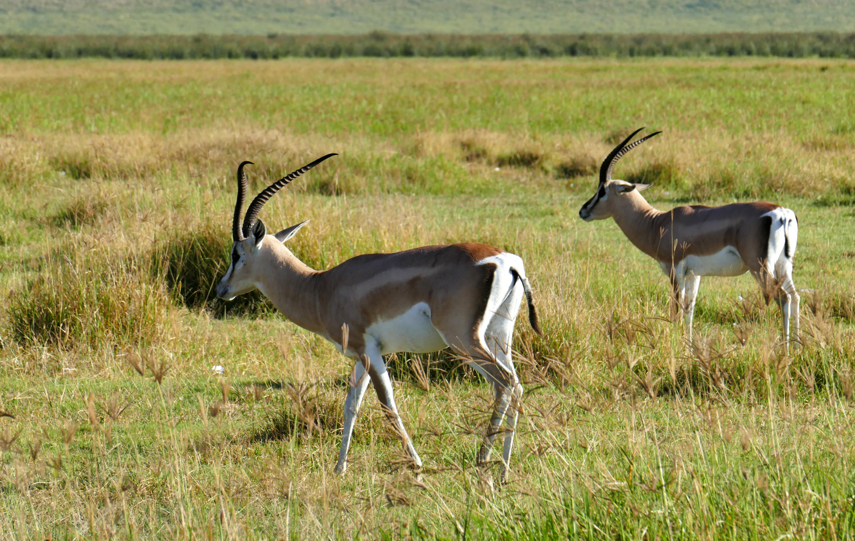 ...Grant Gazellen im Ngorongoro Krater...