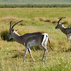 ...Grant Gazellen im Ngorongoro Krater...