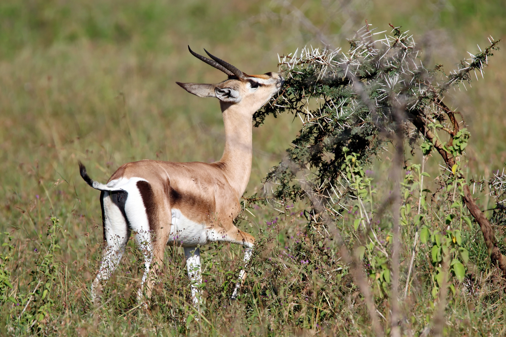 Grant-Gazelle,Weibchen