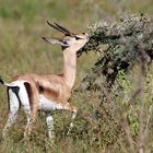 Grant-Gazelle,Weibchen