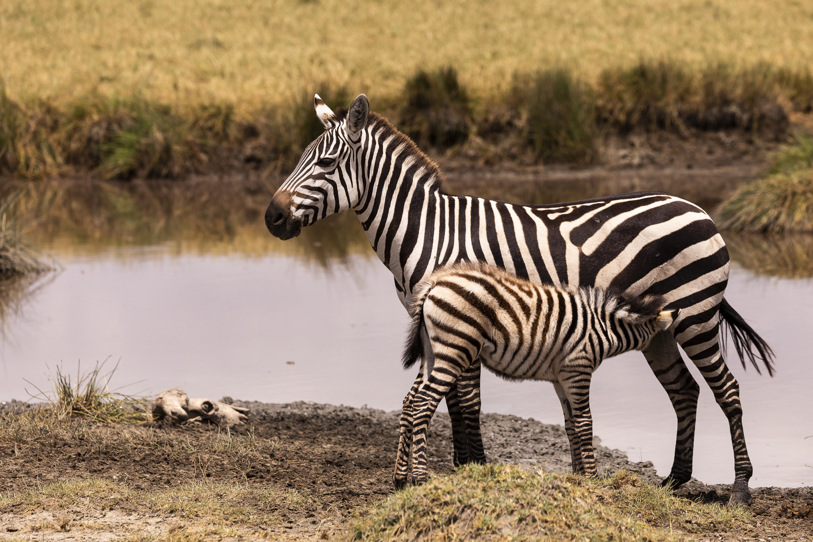 Grant - Steppenzebra