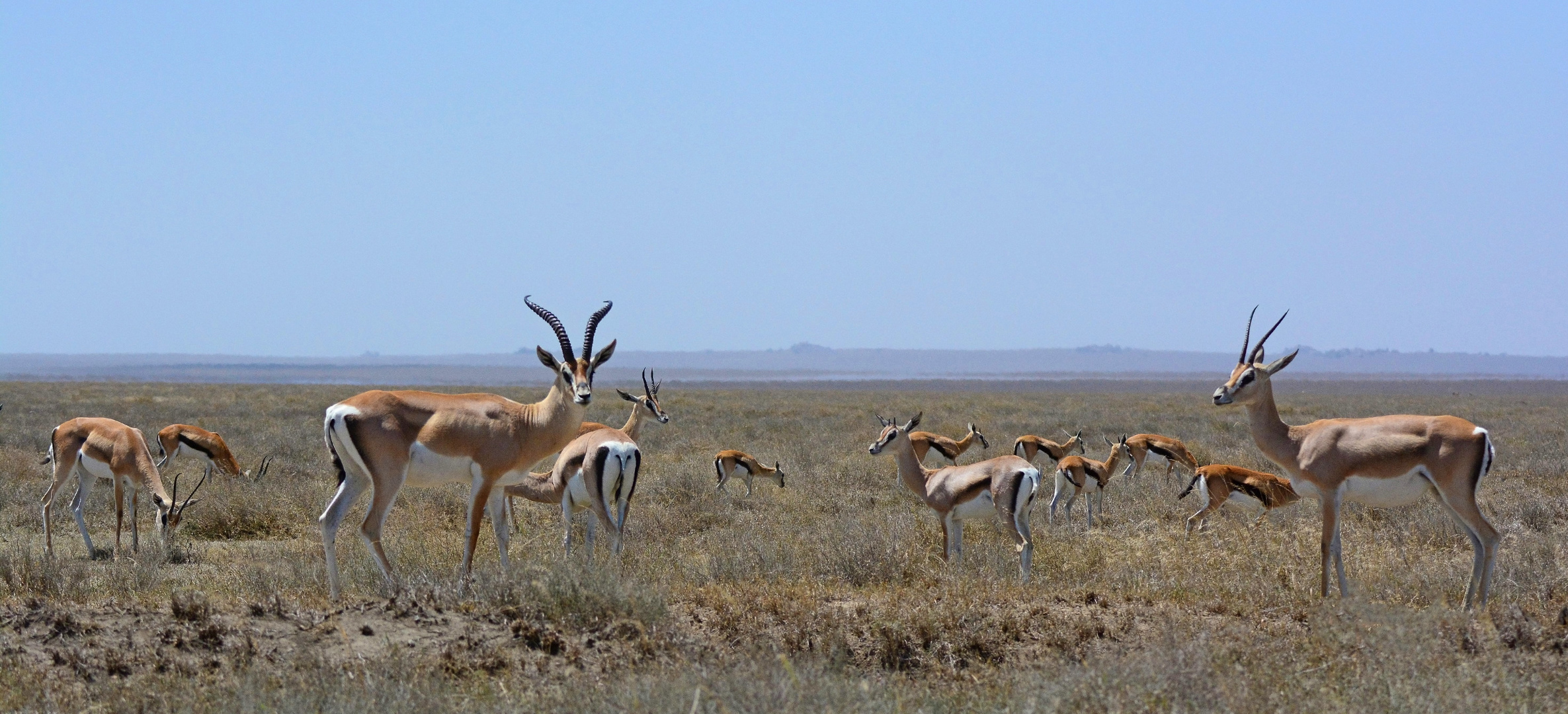 Grant- und Thomson-Gazellen  -  Serengeti NP