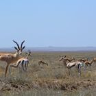 Grant- und Thomson-Gazellen  -  Serengeti NP