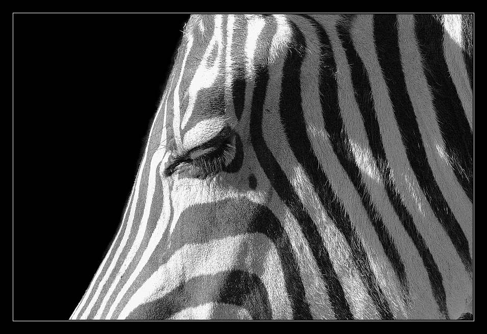 Grant-Zebra