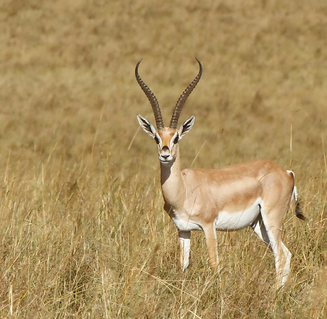 ....Grantgazelle.....