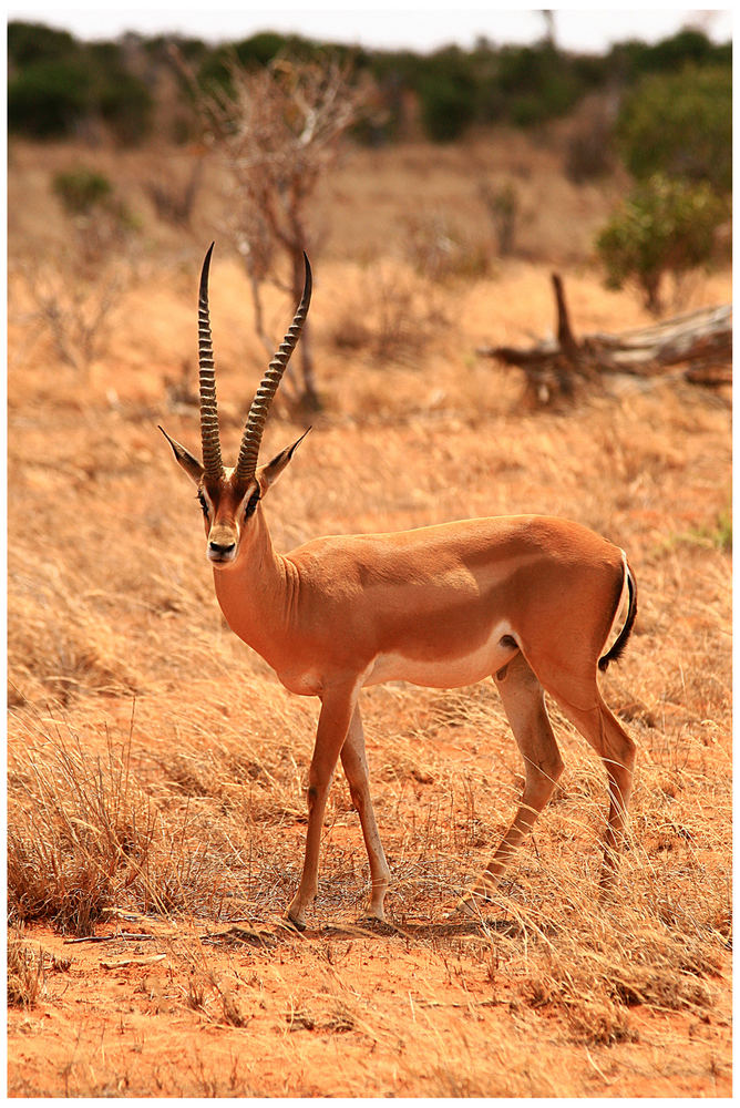 Grantgazelle