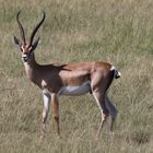 Grantgazelle