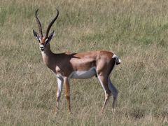 Grantgazelle