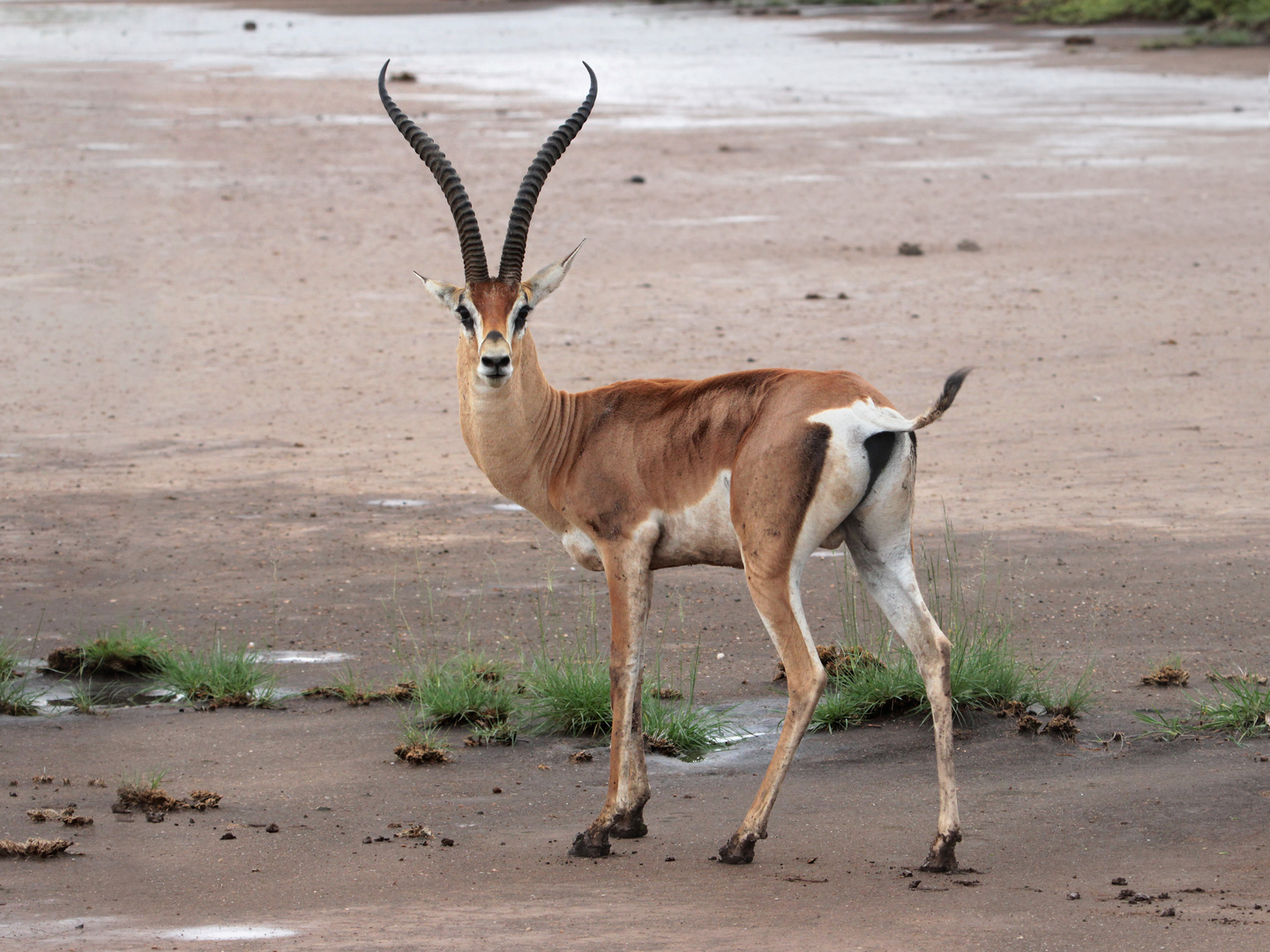 Grantgazelle im Nationalpark Amboseli, Kenia