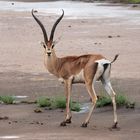 Grantgazelle im Nationalpark Amboseli, Kenia