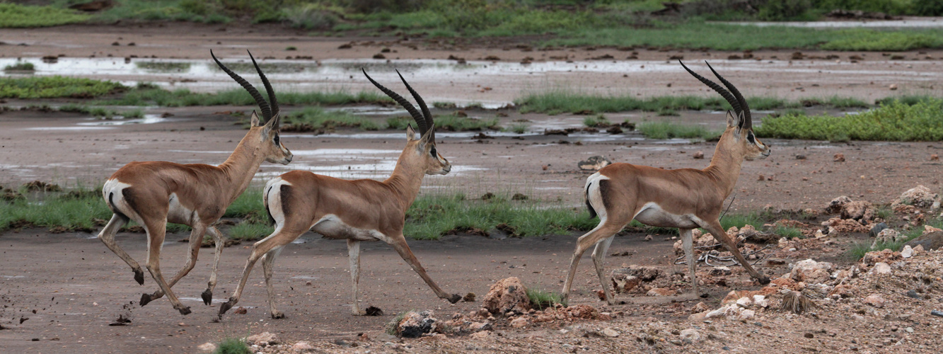 Grantgazellen in Kenia