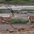 Grantgazellen in Kenia