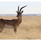 Grantgazellenbock In der Serengeti