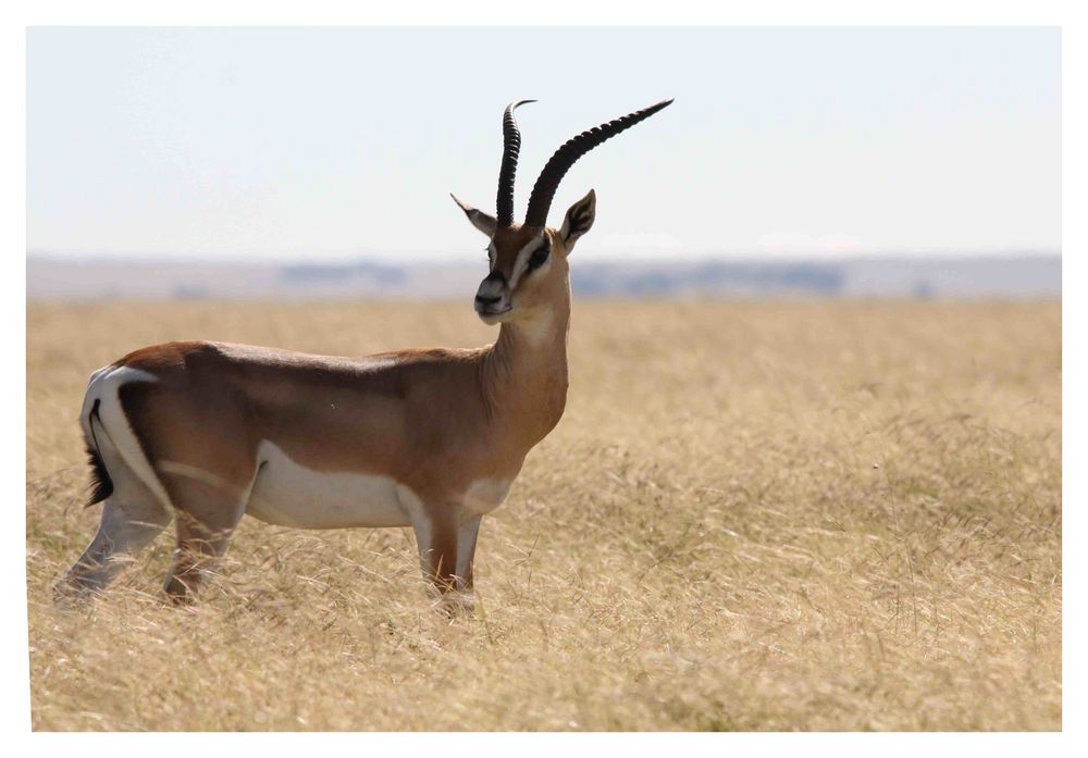 Grantgazellenbock In der Serengeti