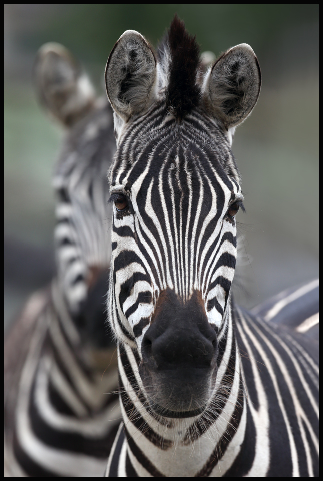 Grantzebras