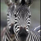 Grantzebras