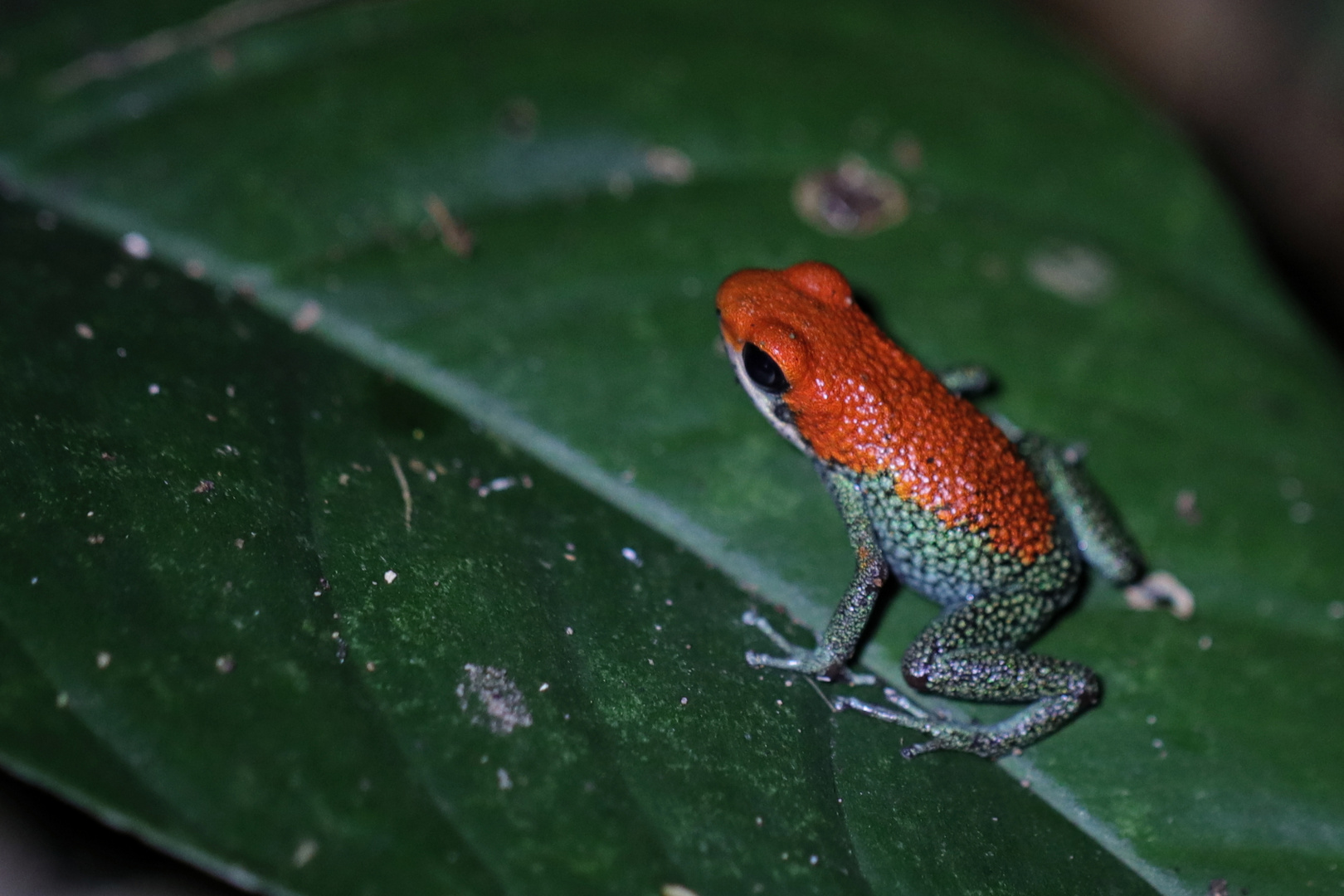 Granulierter Baumsteiger ( Oophaga granulifera )