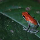 Granulierter Baumsteiger ( Oophaga granulifera )