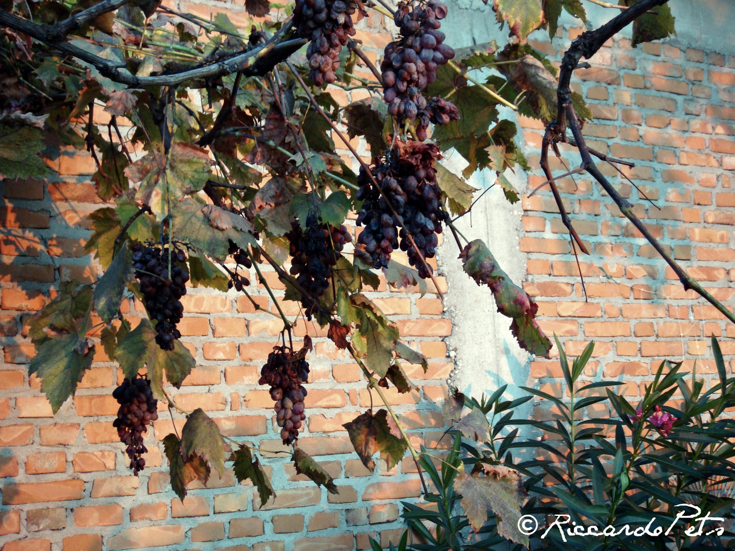 Grape, Fall