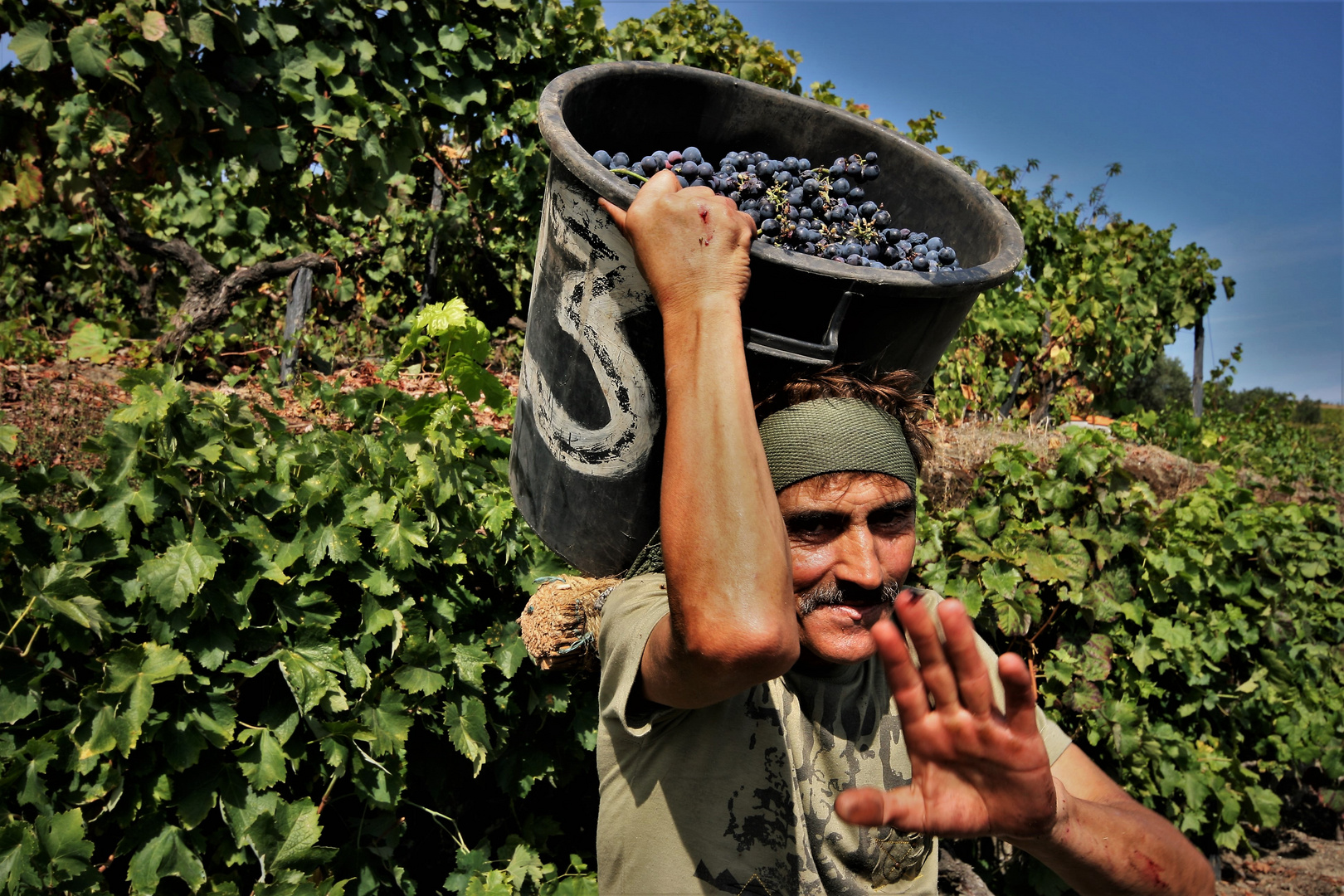 Grape harvest  1