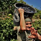 Grape harvest  1