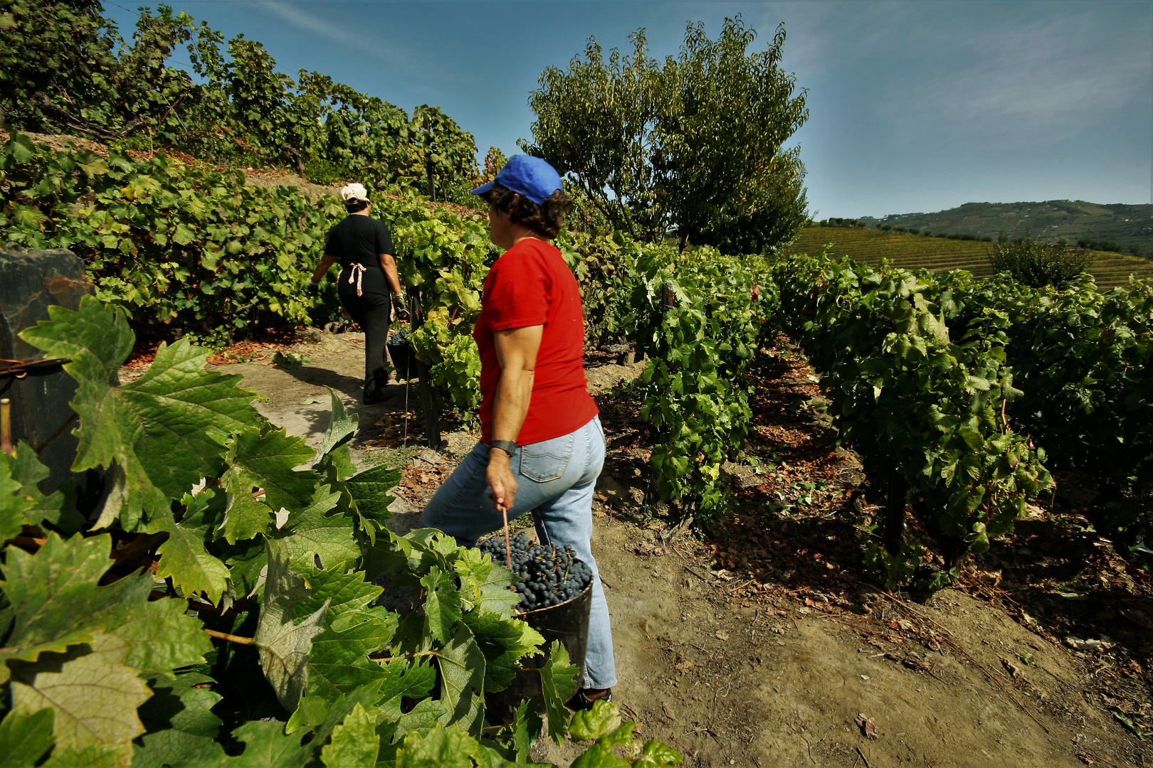 Grape harvest  2