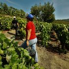 Grape harvest  2