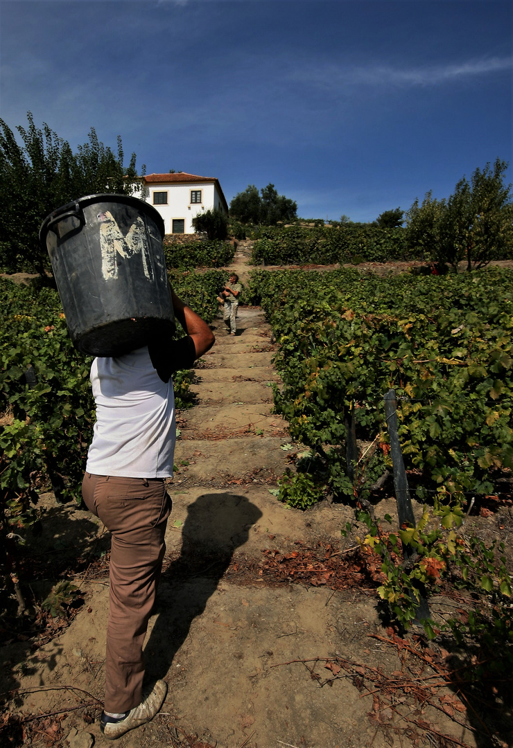 Grape harvest  3